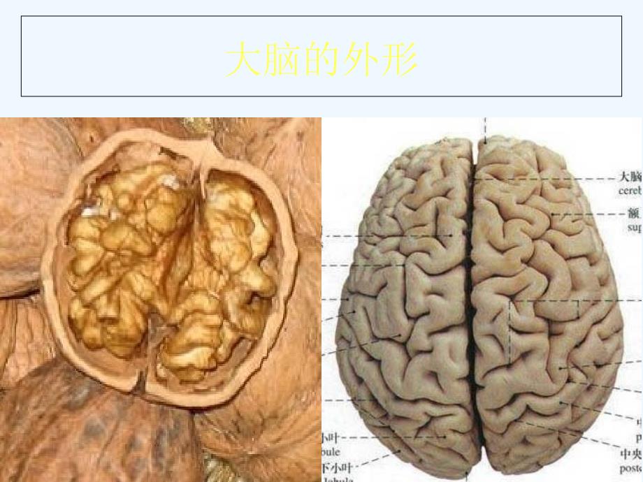 大脑（苏教版）五年级科学下册_第2页