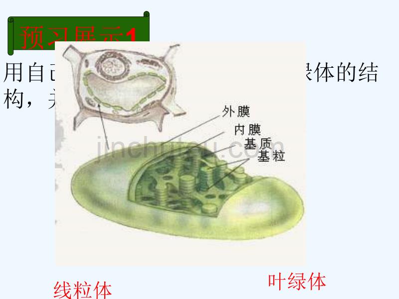 四川古蔺县高中生物第三章细胞的基本结构3.2细胞器-系统内的分工合作（第1课时）新人教必修1_第3页