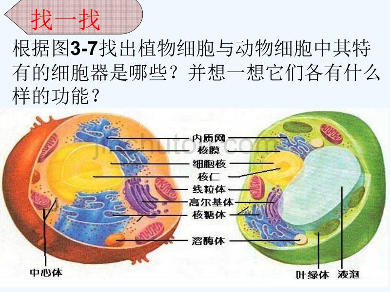 四川古蔺县高中生物第三章细胞的基本结构3.2细胞器-系统内的分工合作（第1课时）新人教必修1_第5页