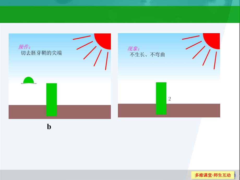 高三生物一轮复习课件315植物激素调节汇编_第3页