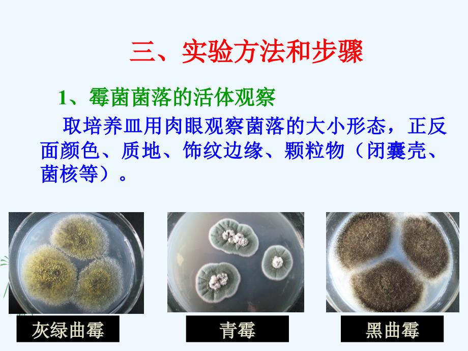 实验四曲霉和青霉形态观察讲义_第4页