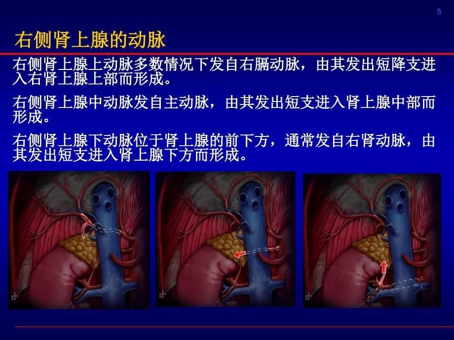 腹腔镜肾上腺切除剖析_第5页