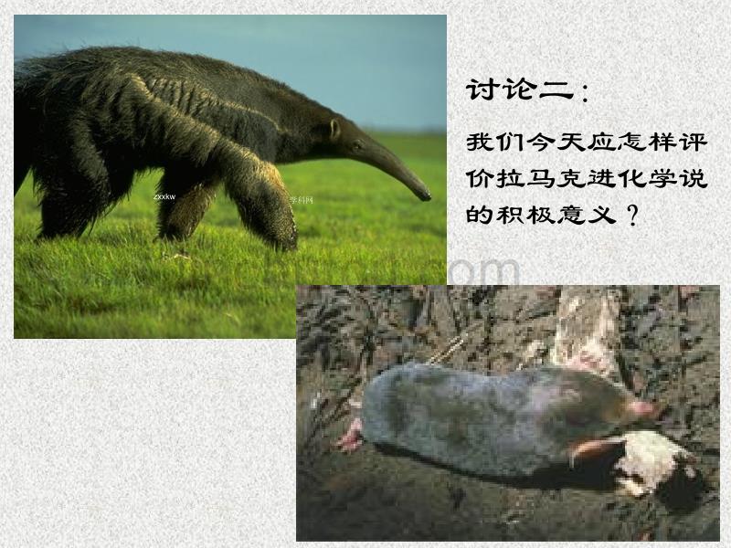 高中生物必修二：第章-现代生物进化理论_第4页