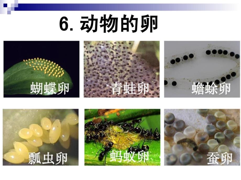 人教版四下科学植物的卵_第1页