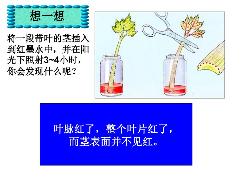 绿色植物的三大生理作用1._第1页