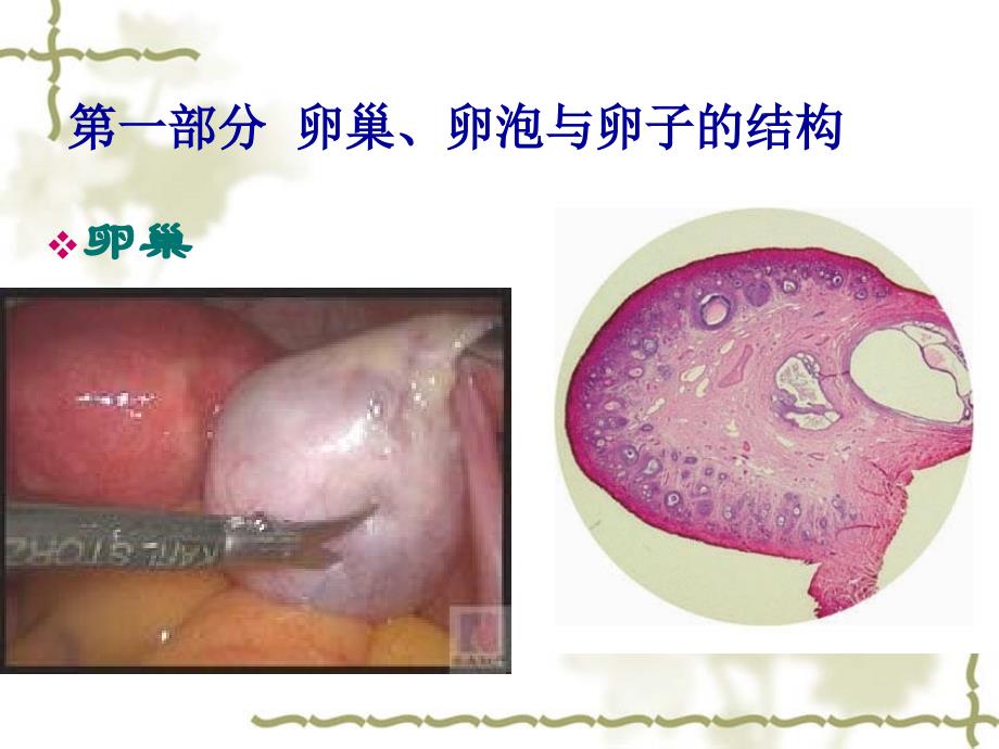 卵子与精子的发生._第3页