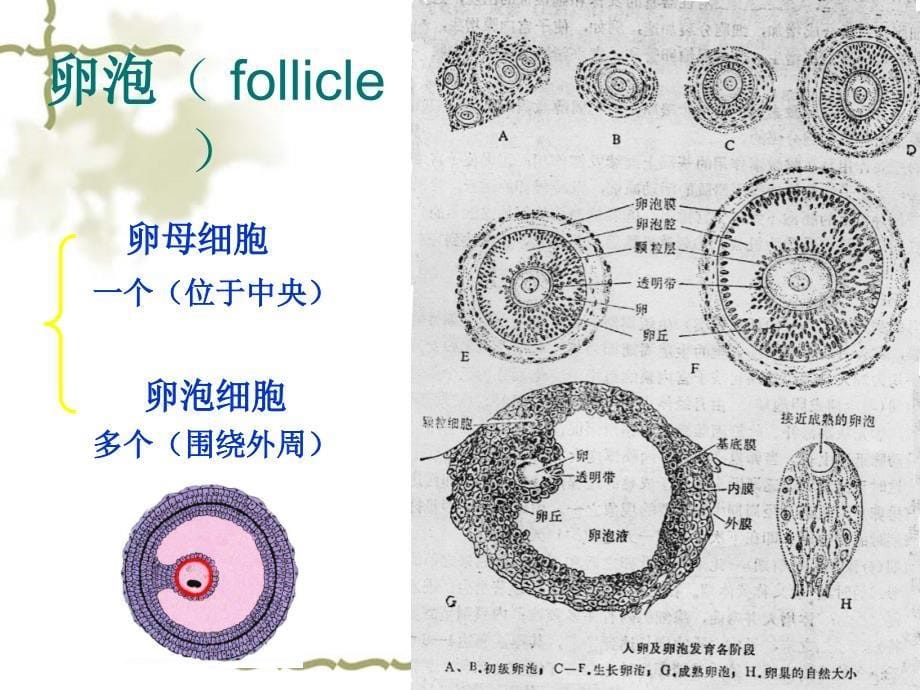 卵子与精子的发生._第5页