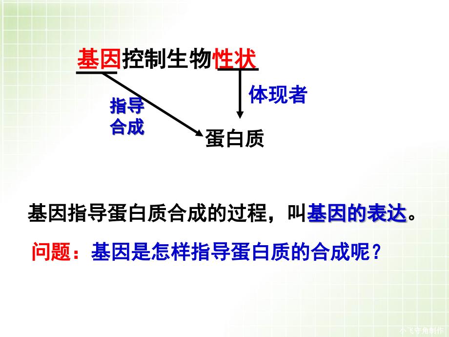 届一轮复习基因指导蛋白质的合成_第3页