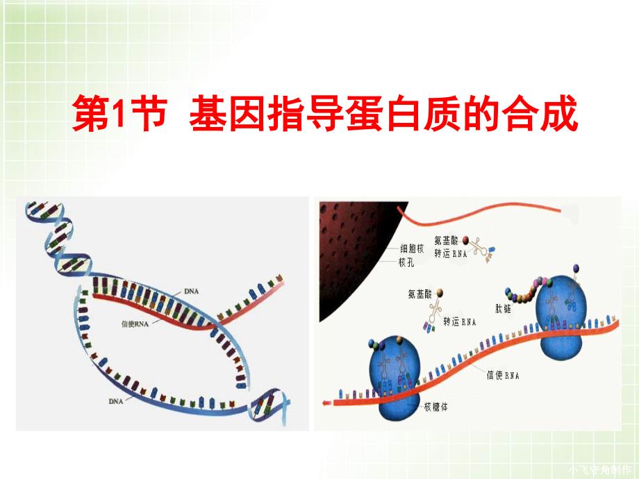 届一轮复习基因指导蛋白质的合成_第4页