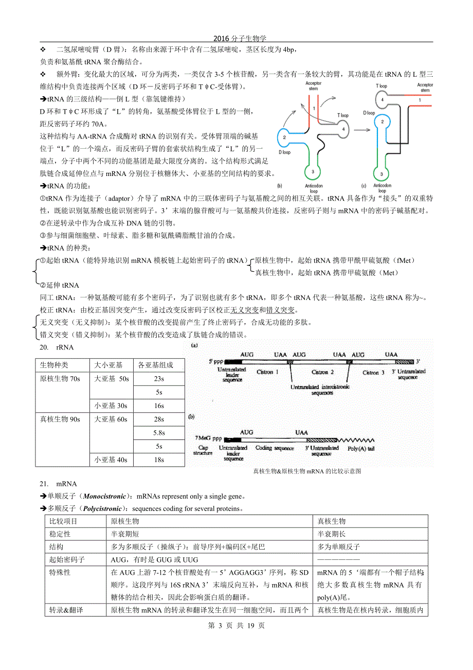 中国海洋大学分子生物学_复习._第3页