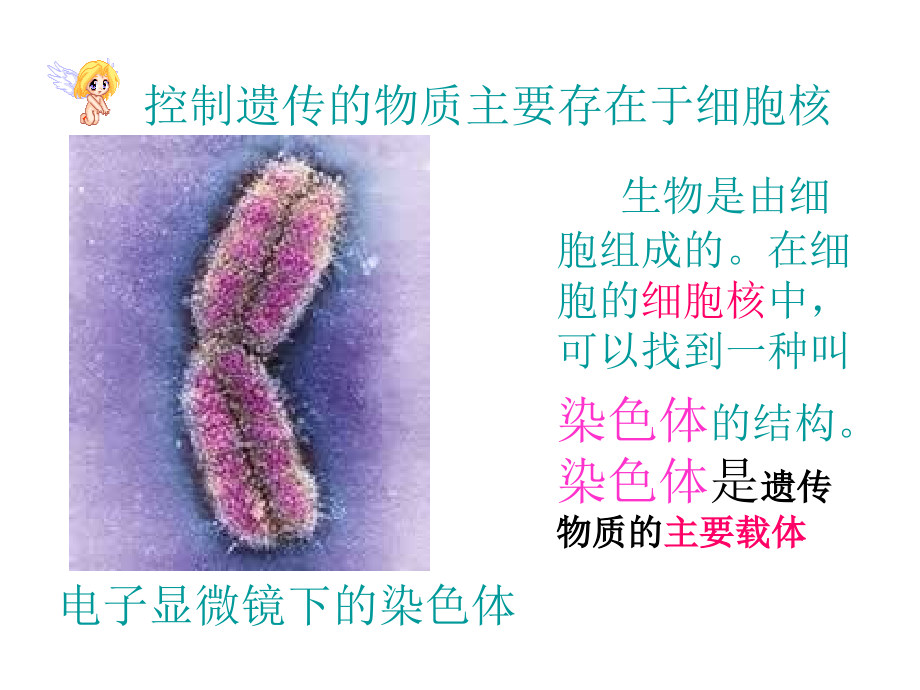 复习二生物遗传和变异_第4页