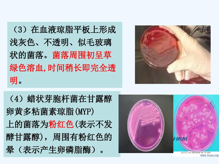 实验三、食品中蜡样芽孢杆菌检验_第4页