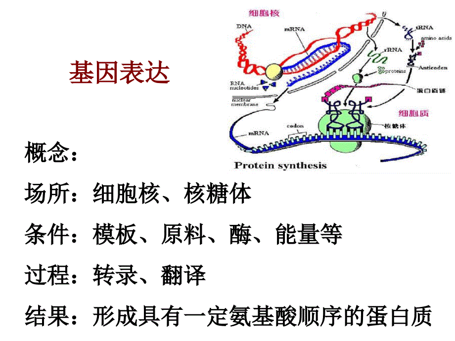 基因对性状的控制(用)_第4页