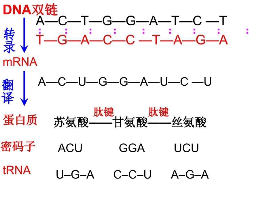 基因对性状的控制(用)_第5页