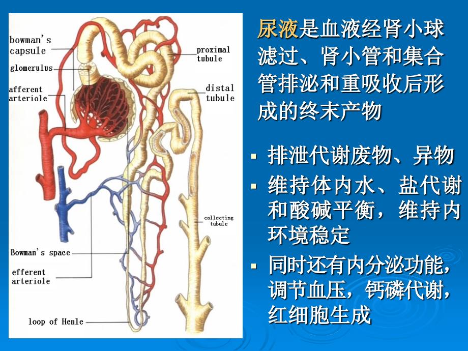 实验诊断学之尿肾功能检验_第3页