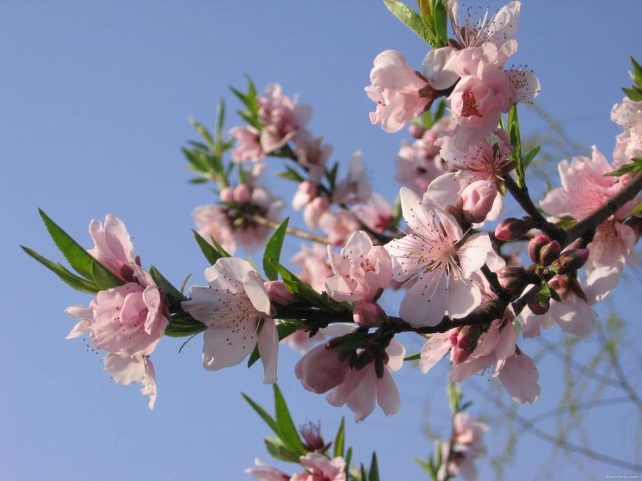 桃花源记定稿._第1页