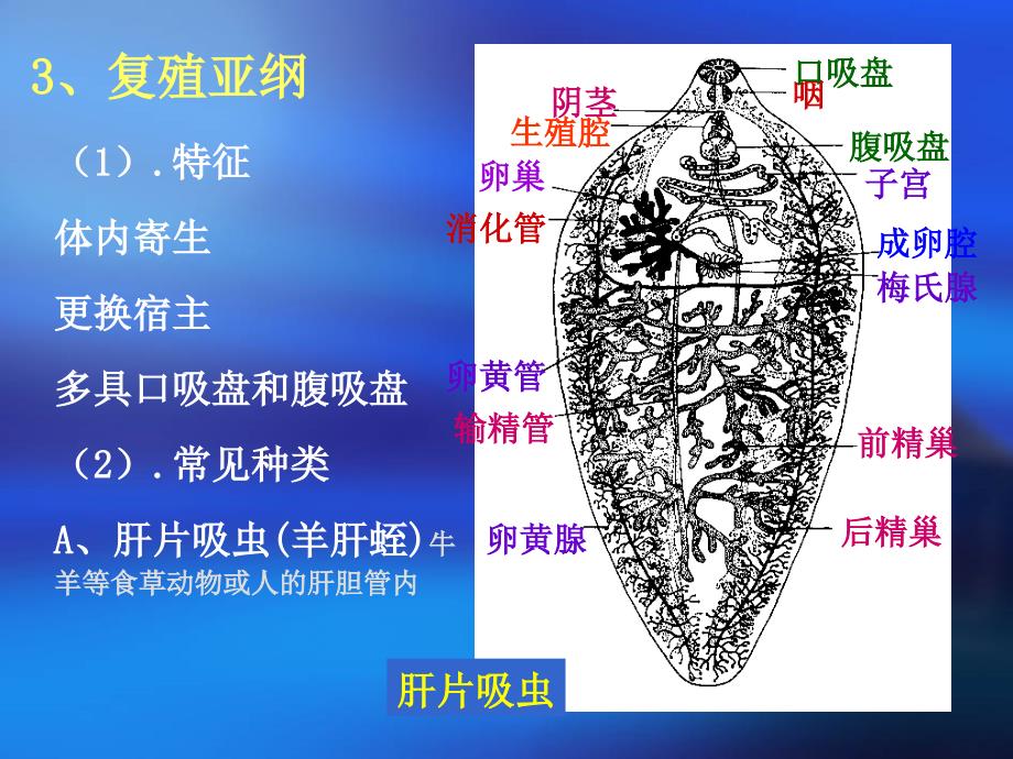 扁形动物分类._第3页