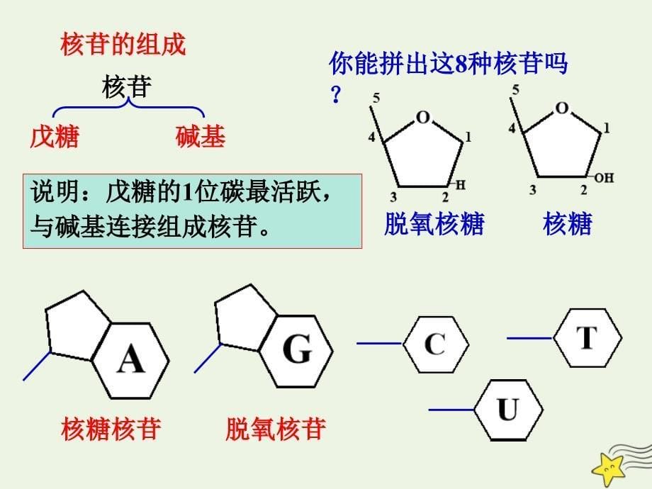 高中生物3.2DNA的分子结构和特点课件1浙科版必修2_第5页