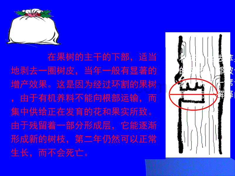 种子萌发形成幼苗._第1页