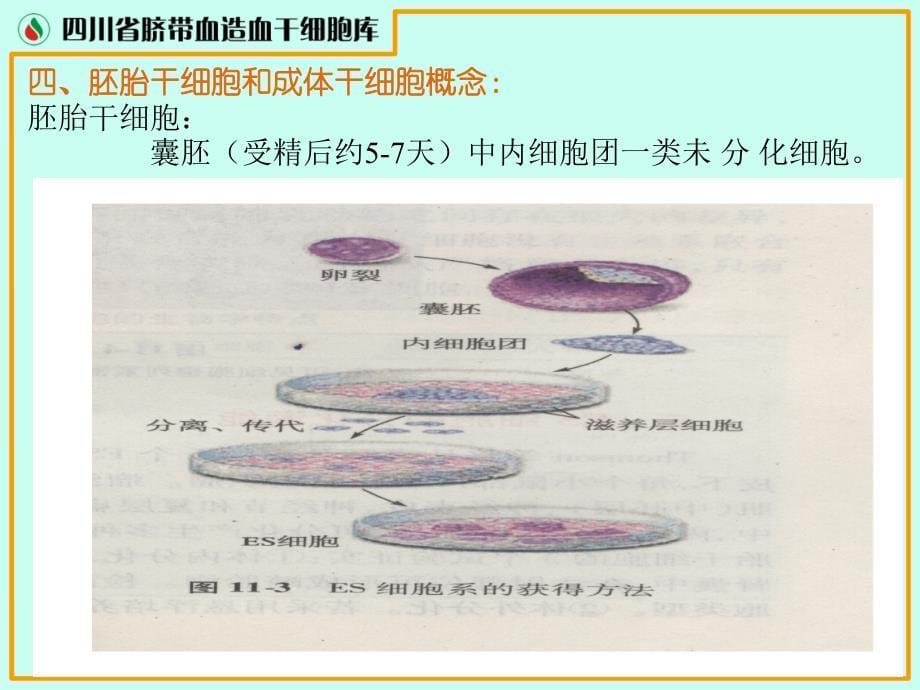 四川脐血库干细胞生理特性及临床应用汪教授讲课_第5页