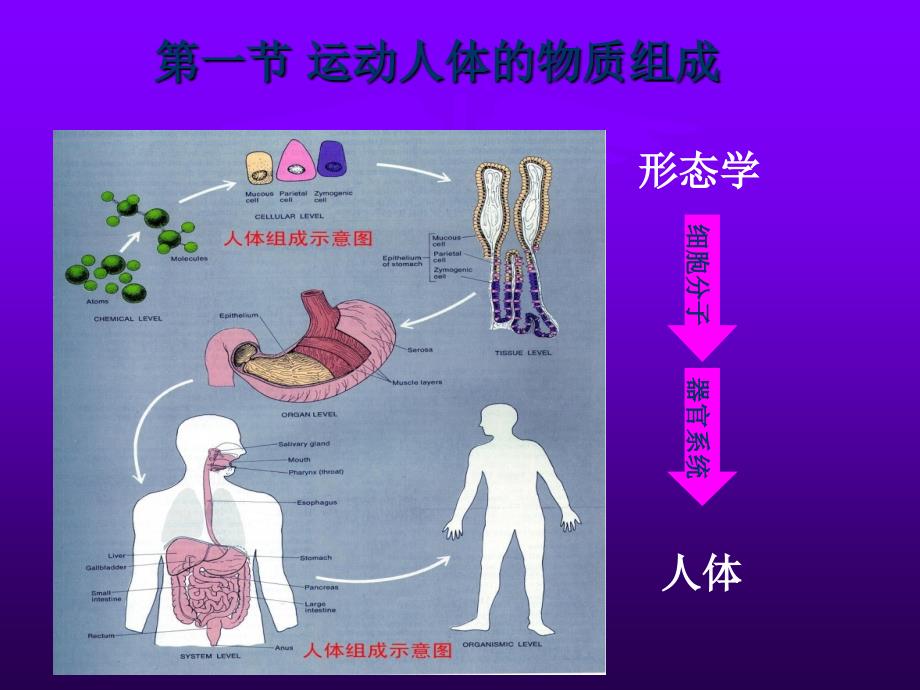 运动生化化学 第一章._第3页