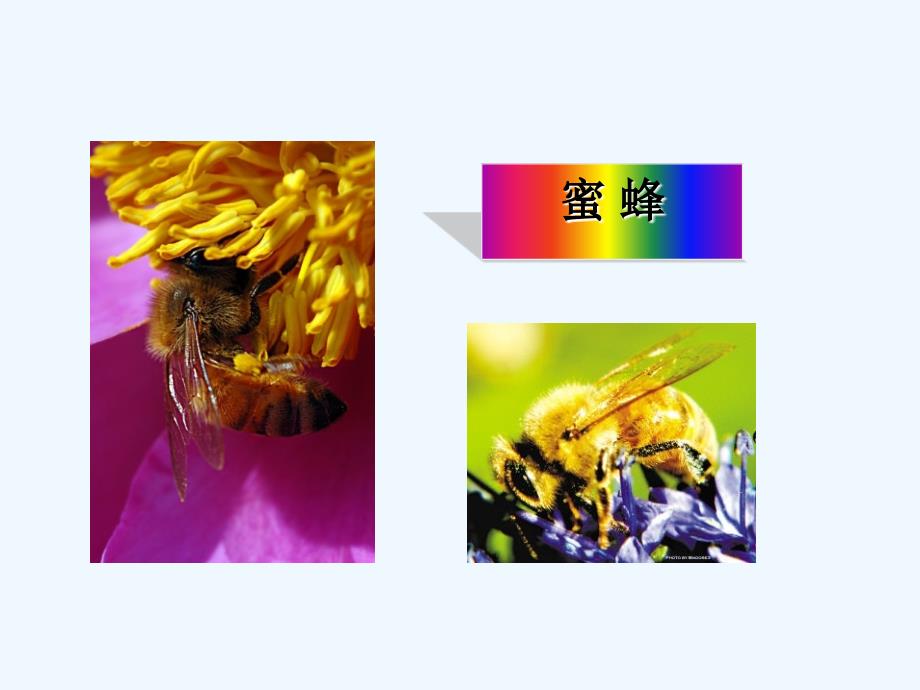 六年级语文上册蜜蜂1湘教_第3页
