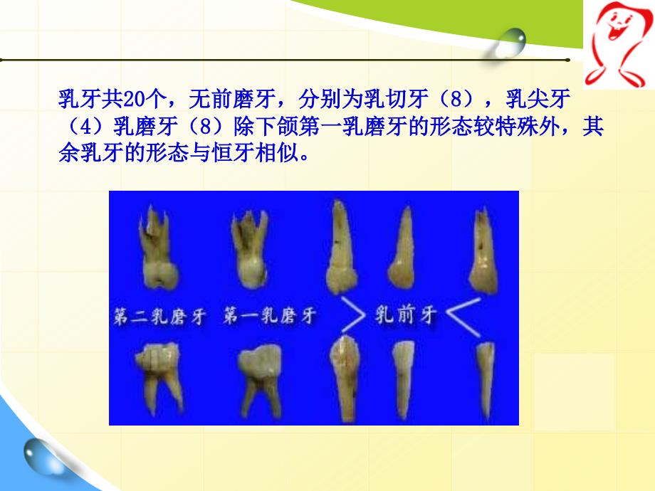 口腔解剖生理学——6乳牙的解剖形态._第3页