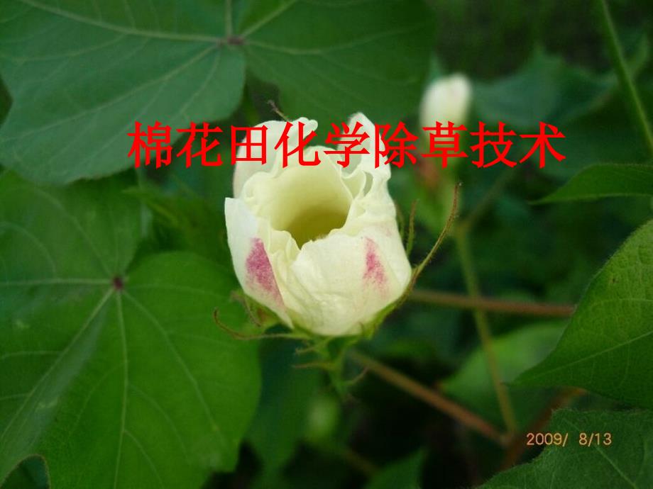 棉花田除草技术讲解_第1页