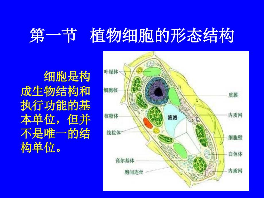 植物细胞和组织-植物细胞的形态结构_第2页