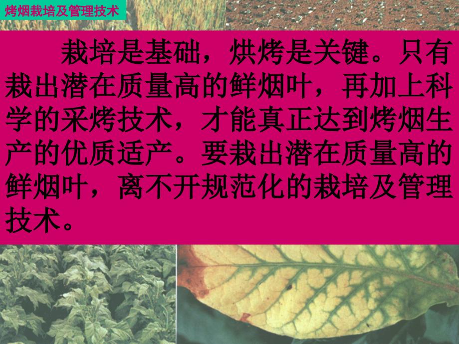 云南烤烟栽培及管理技术讲解_第2页