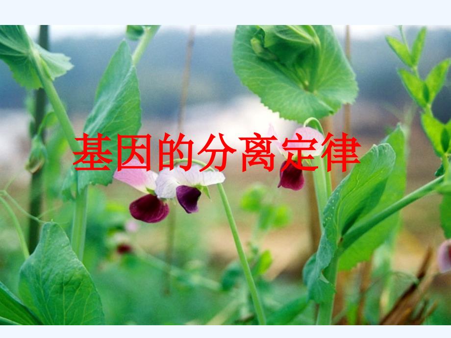 江苏徐州高中生物3.2基因的分离定律苏教必修2_第1页