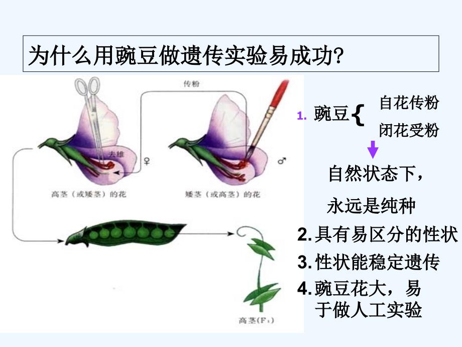 江苏徐州高中生物3.2基因的分离定律苏教必修2_第4页