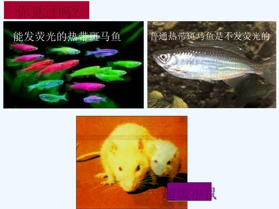 湖南长沙高中生物第六章从杂交育种到基因工程6.2基因工程及其应用新人教必修2_第2页