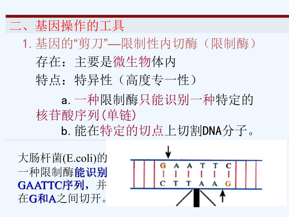 湖南长沙高中生物第六章从杂交育种到基因工程6.2基因工程及其应用新人教必修2_第4页