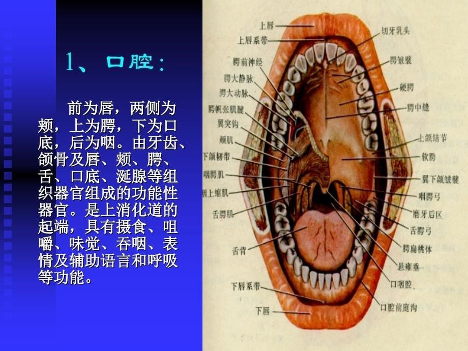 口腔颌面部解剖生理解读_第5页