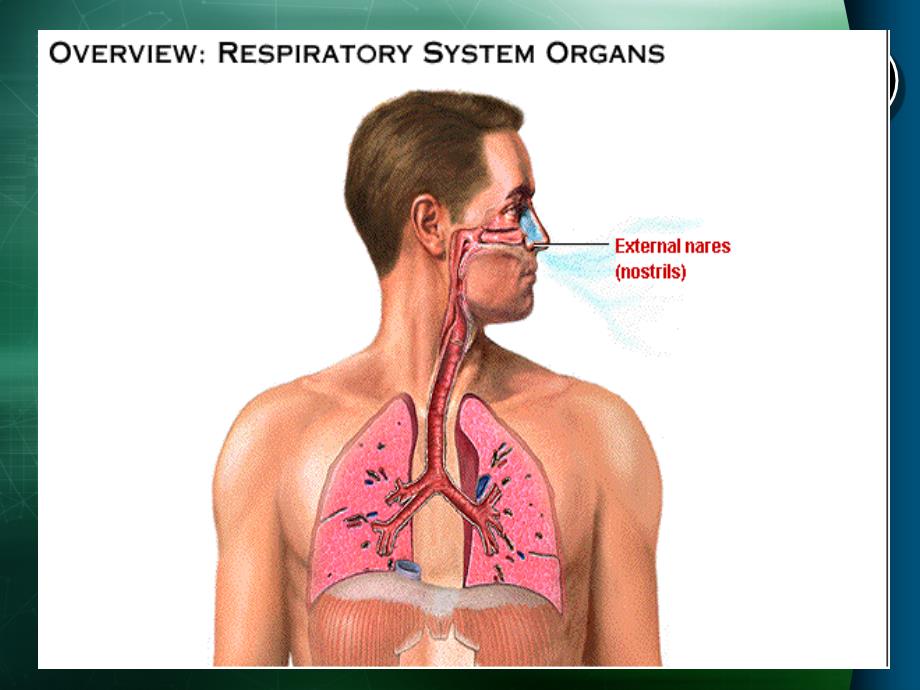 呼吸功能不全-病理生理学-03._第2页