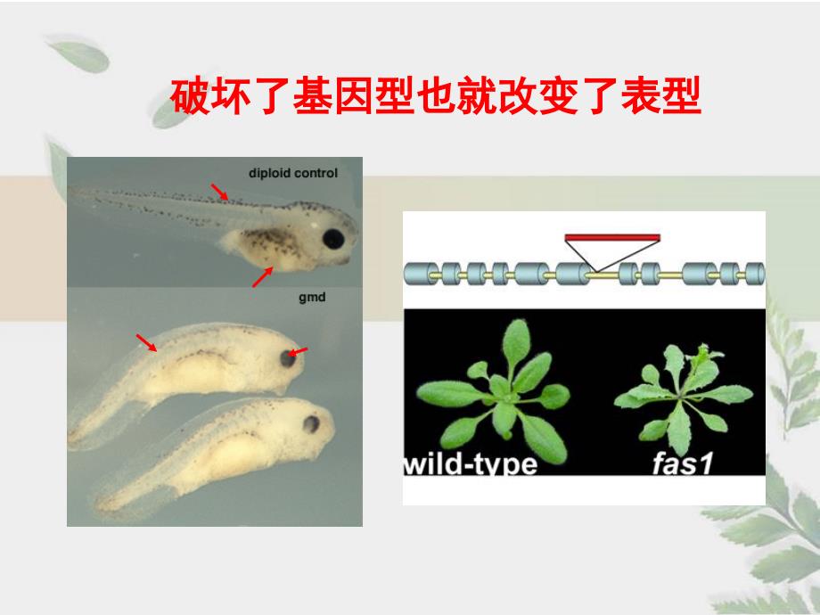 染色质免疫沉淀讲解_第3页