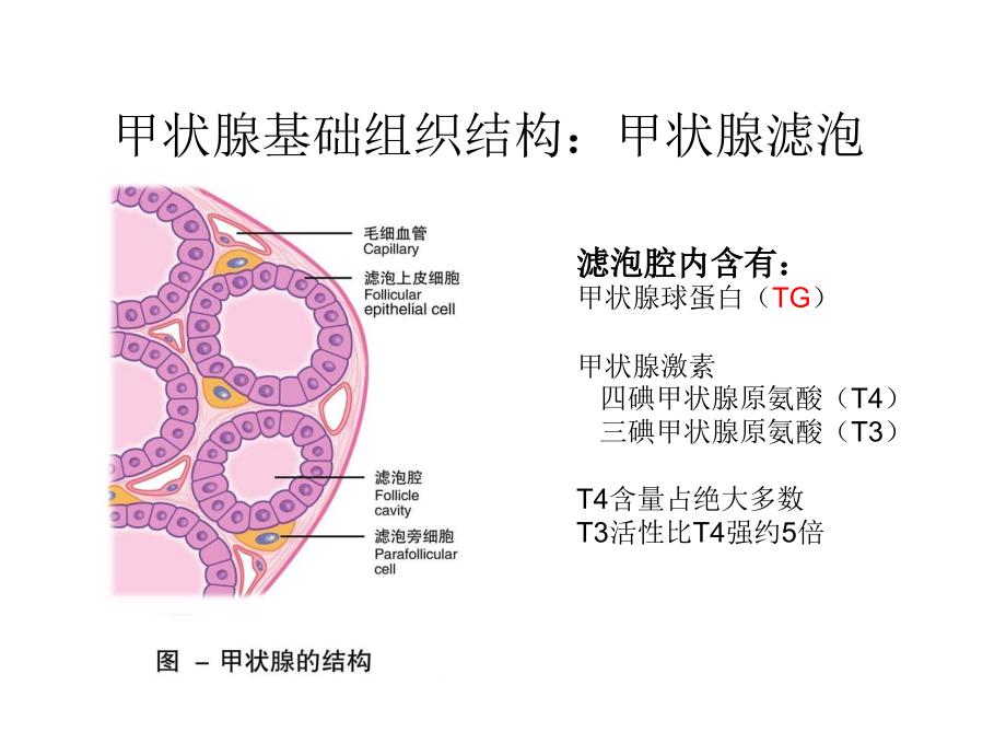 甲状腺功能检测讲解_第3页