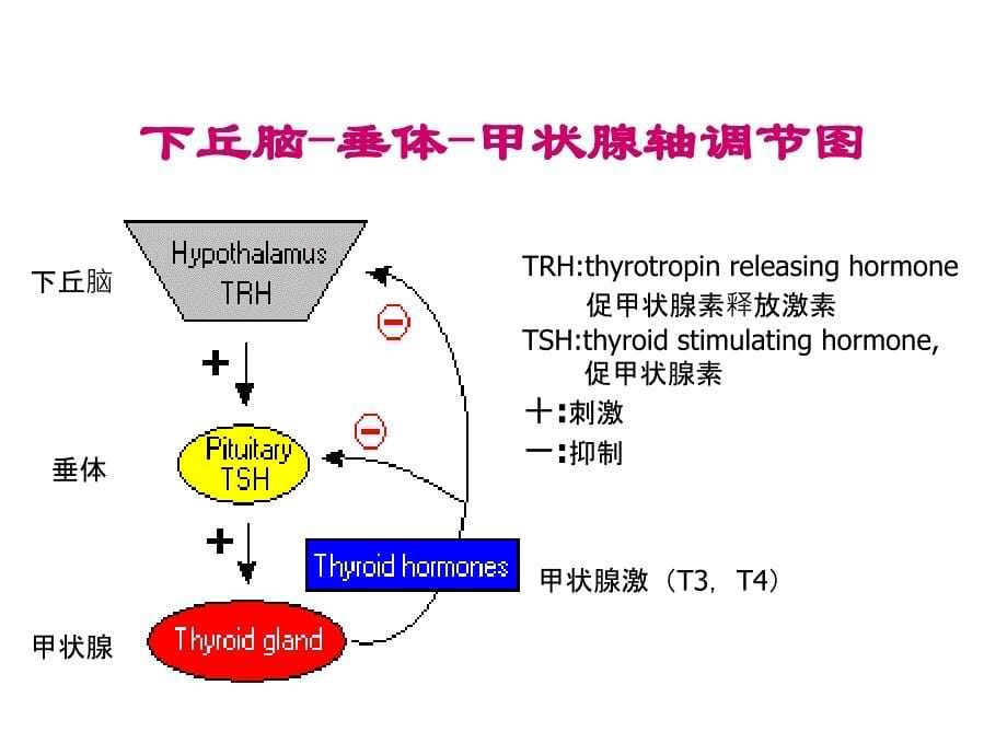 甲状腺功能检测讲解_第5页