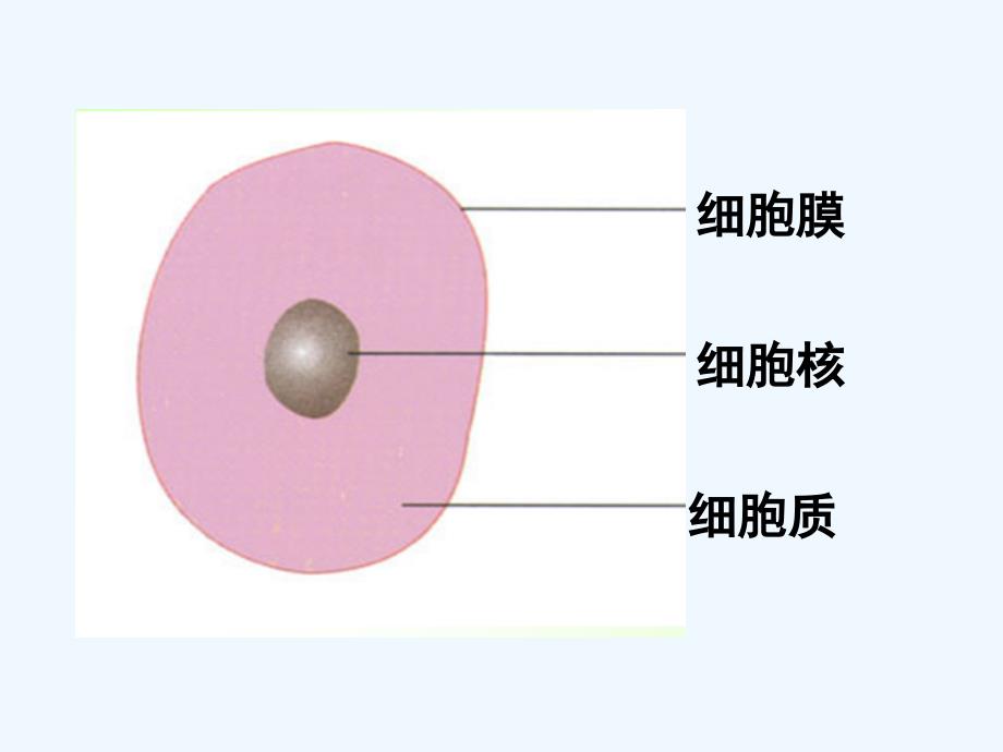 江苏淮安高中生物3.2真核细胞原核细胞（必修1）_第3页