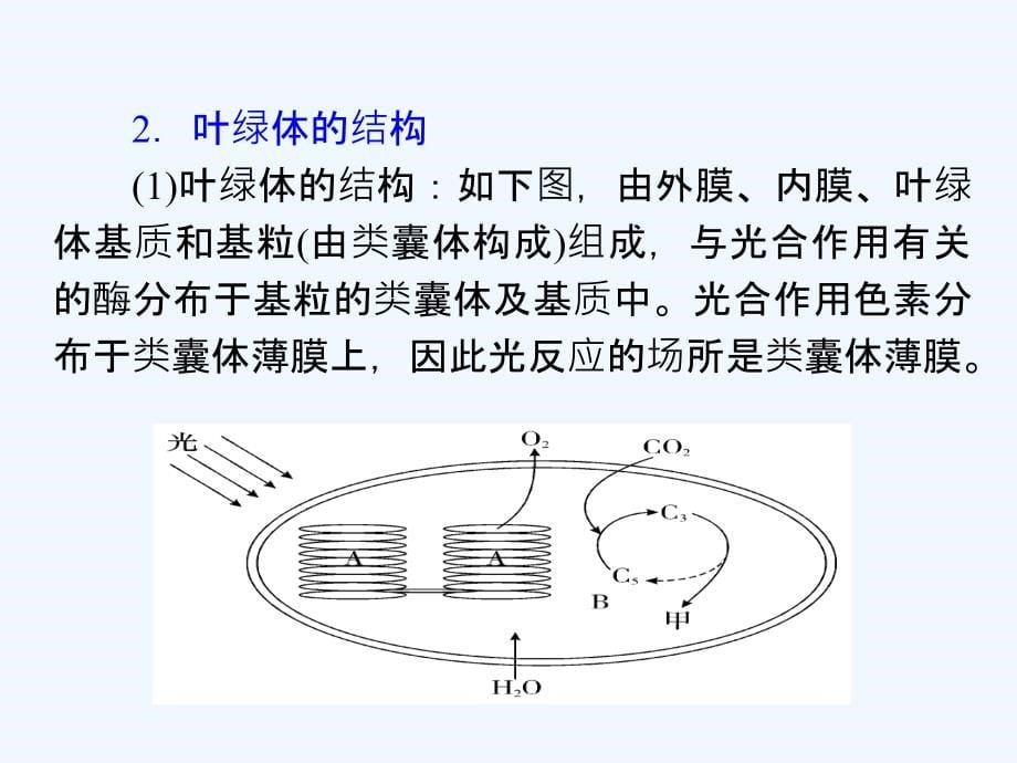 （福建专新课标）高中生物一轮总复习第12讲能量之源——光与光合作用（必修1）_第5页