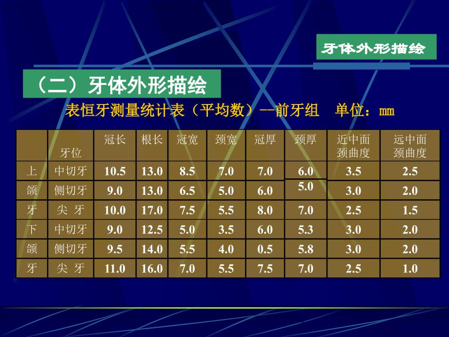 牙形态描绘及牙体雕塑录像_第4页