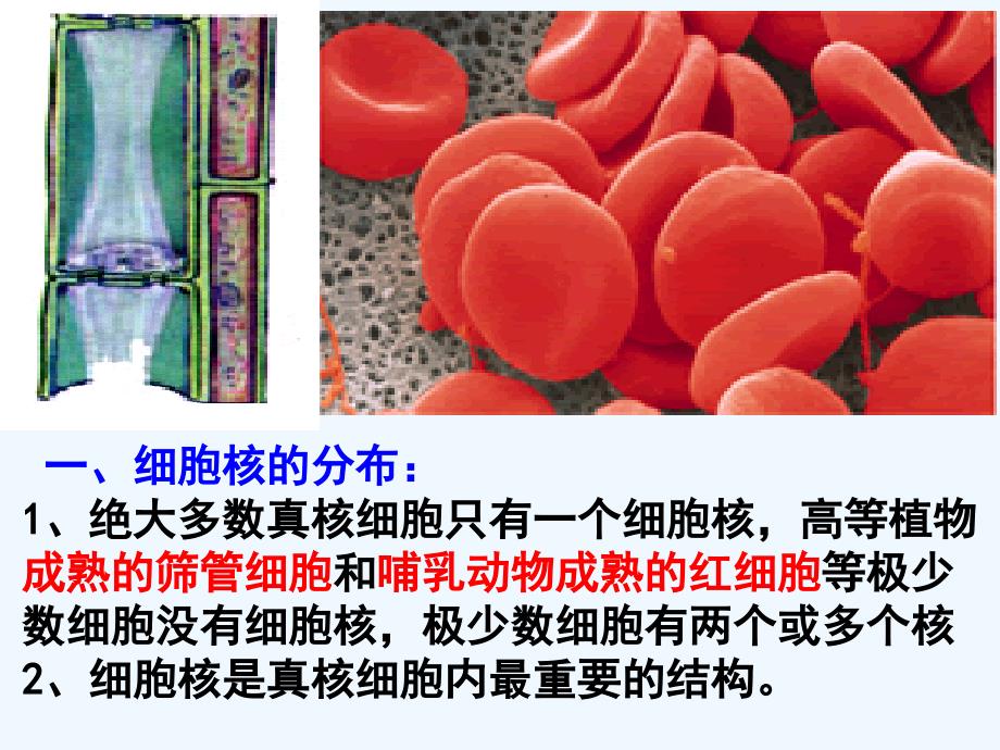 江苏淮安高中生物3.2细胞核——系统的控制中心（必修1）_第2页