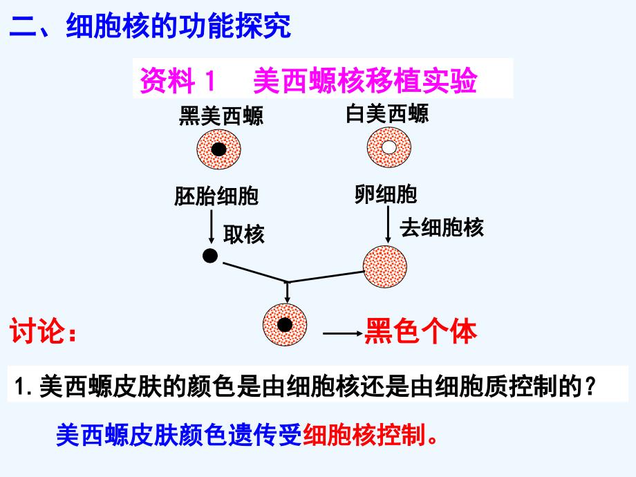 江苏淮安高中生物3.2细胞核——系统的控制中心（必修1）_第3页