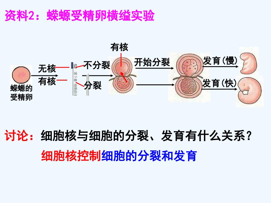 江苏淮安高中生物3.2细胞核——系统的控制中心（必修1）_第4页