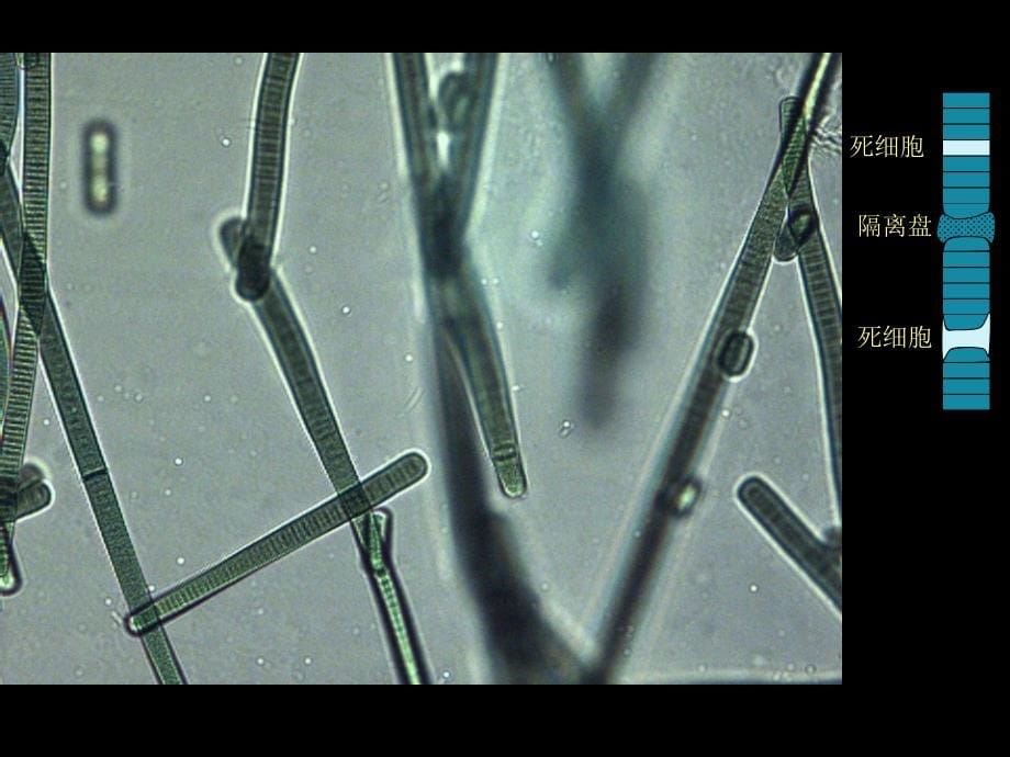 植物学下册植物实验 实验一、藻类植物资料_第5页