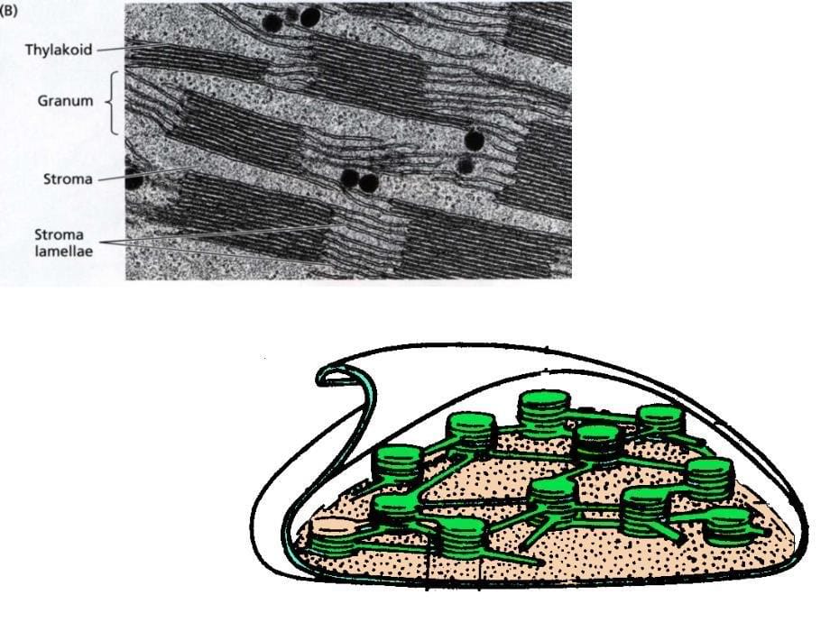 光合作用-类囊体结构._第5页