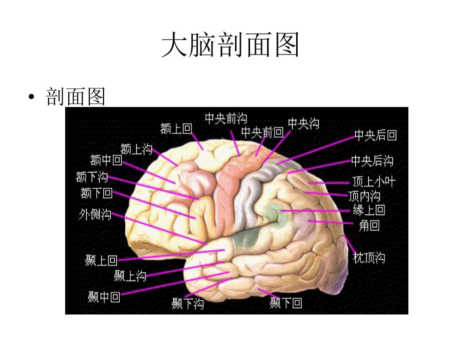 大脑结构图图例精选资料_第3页