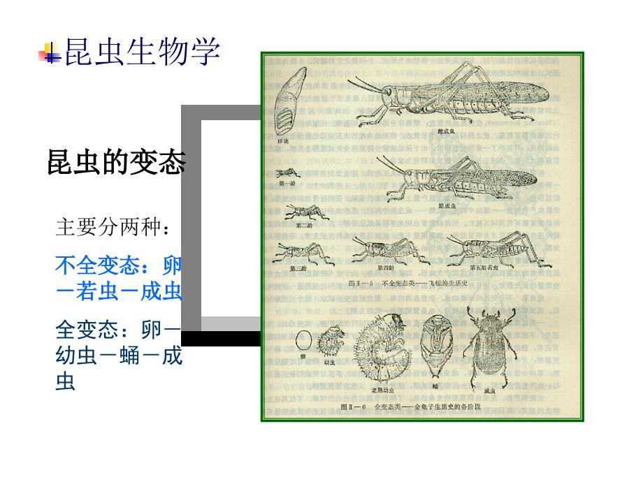 林业有害生物防治讲解_第3页