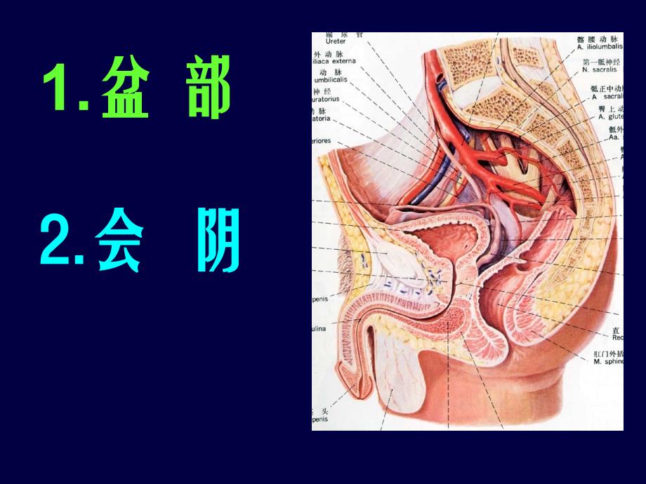 局部解剖学：会阴、盆部._第1页